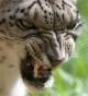 Apple  Leopard