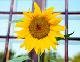 Mail.Ru   -