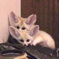 «Mozilla» готовит мобильный «Firefox»